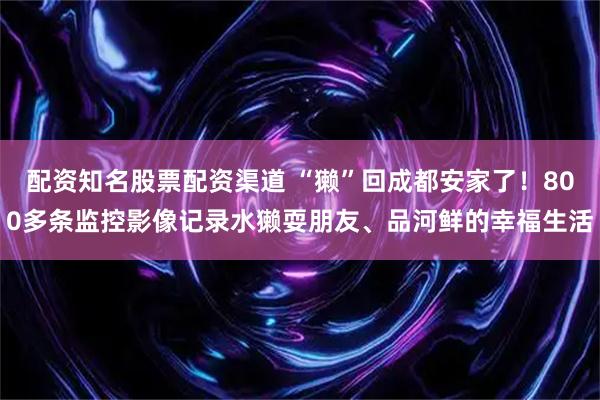 配资知名股票配资渠道 “獭”回成都安家了！800多条监控影像记录水獭耍朋友、品河鲜的幸福生活